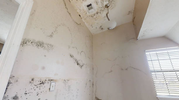 Best Mold Documentation for Insurance Claims  in Woodsville, NH