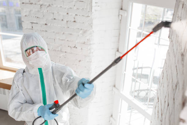 Best Basement Mold Removal  in Woodsville, NH