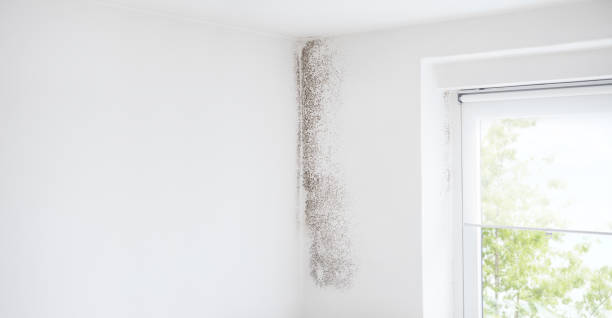 Best Commercial Mold Inspection  in Woodsville, NH