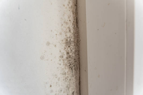 Best Forensic Mold Investigation  in Woodsville, NH