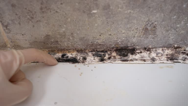 Reliable Woodsville, NH Mold Removal Solutions