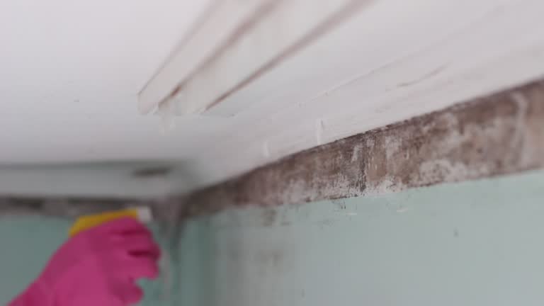 Best Emergency Mold Remediation  in Woodsville, NH